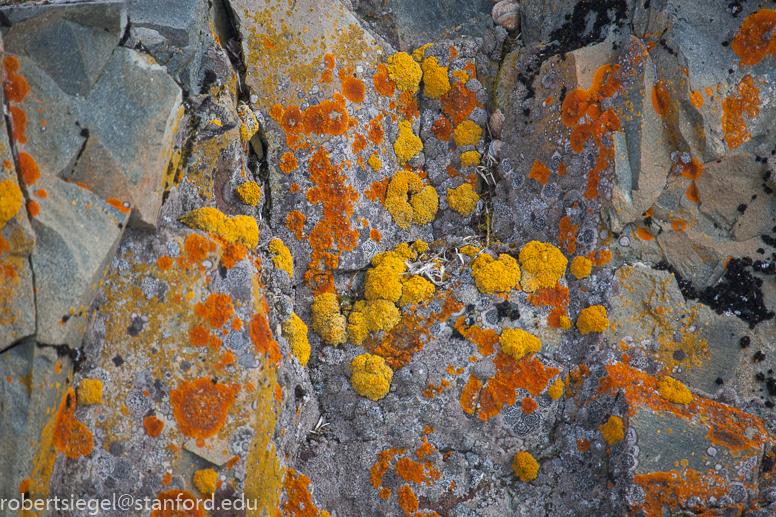 lichen